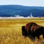 West-Yellowstone-Montana-Relocation-Guide